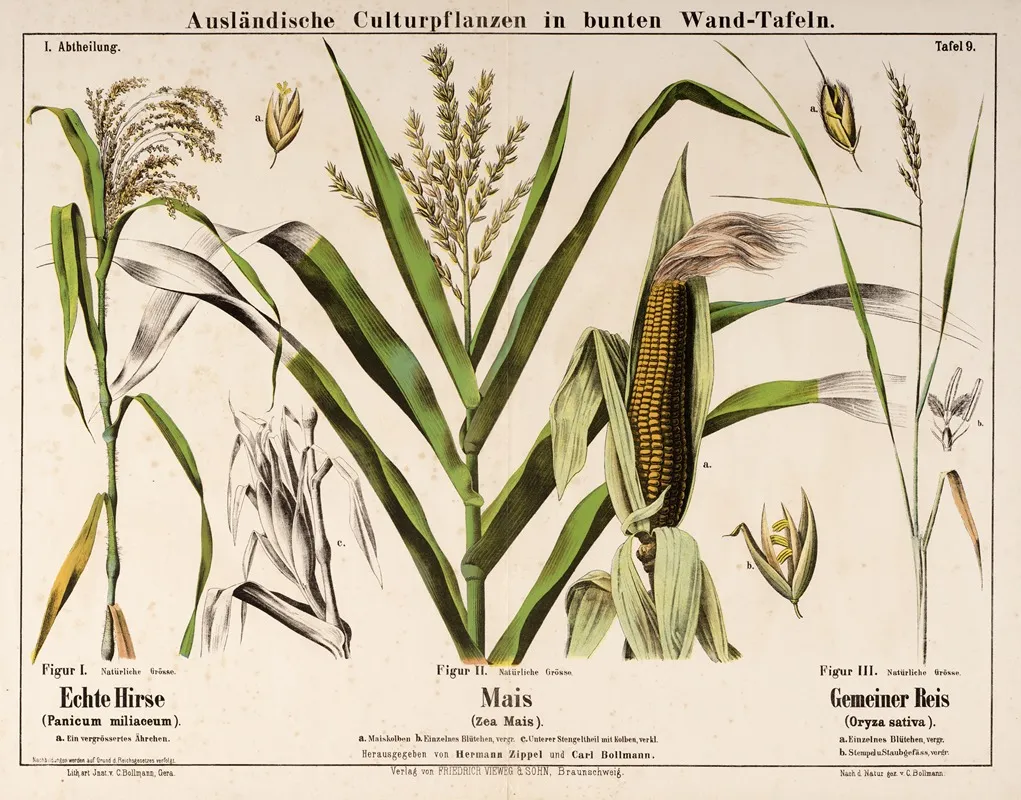 Panicum Miliaceum Zea Mais Oryza Sativa Pluimgierst Mais Rijst Wall Art by Hermann Zippel - High-Resolution Digital Print