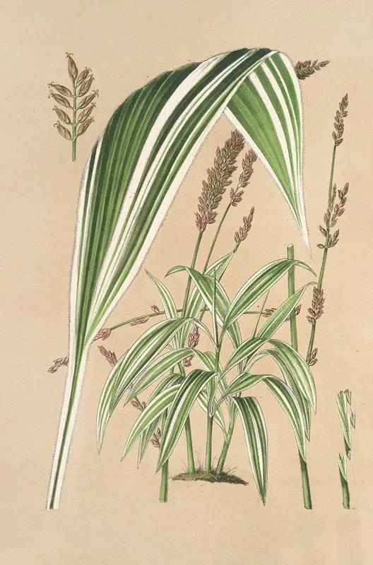 Panicum Plicatum Fol Niveo Vittatis Wall Art by Charles Antoine Lemaire - High-Resolution Digital Print
