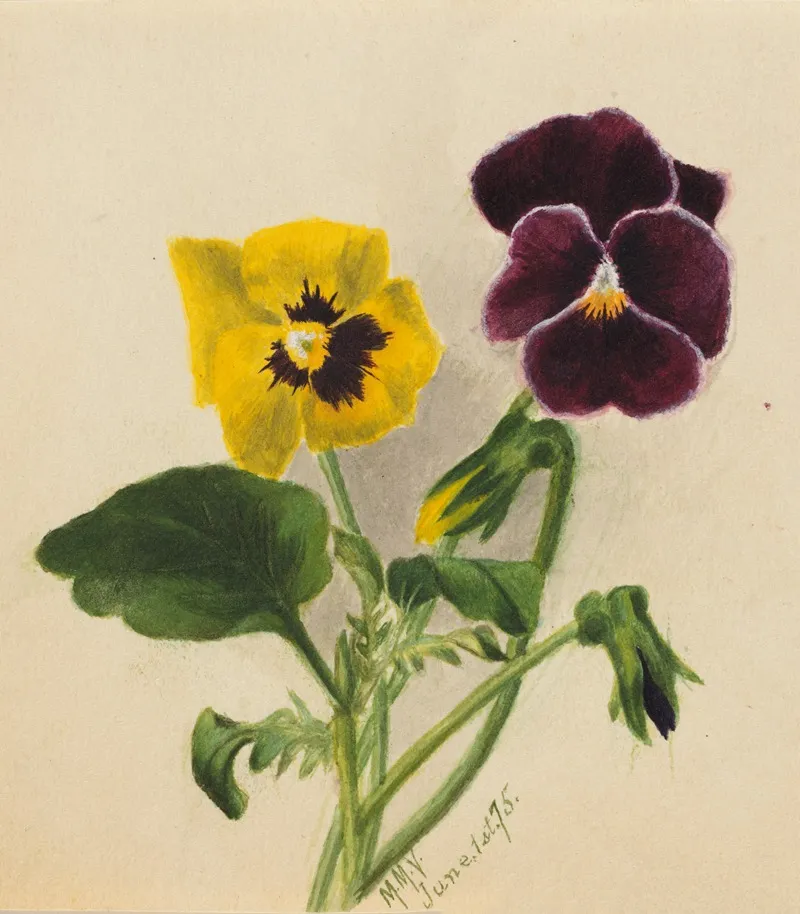 Pansies 2 2