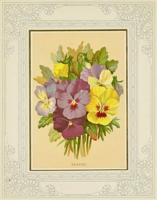 Pansies 8 Wall Art by Marcus Ward &amp; Co - High-Resolution Digital Print