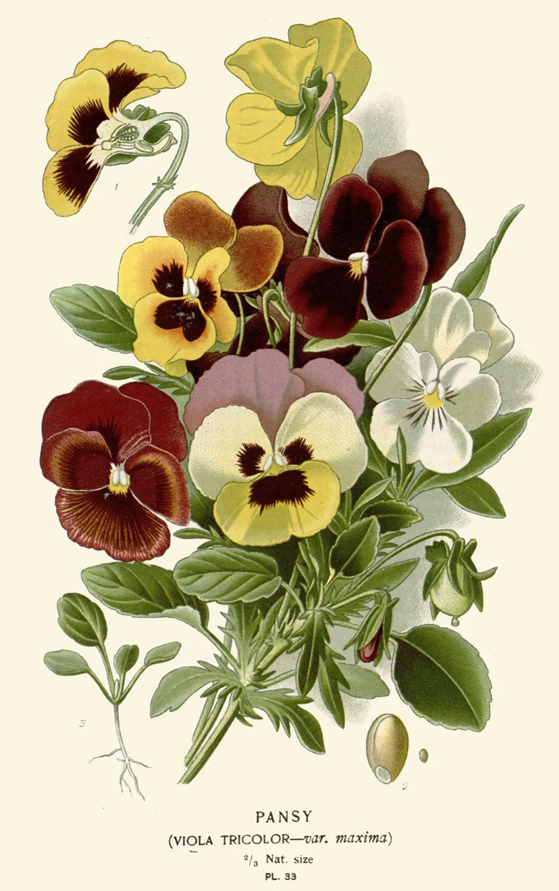 Pansy 2 Wall Art by Edward Step - High-Resolution Digital Print