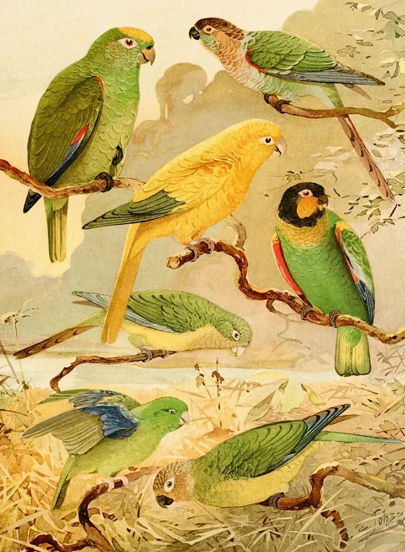 Papagaios Tanajuba Periquitos Wall Art by Emil August Göldi - High-Resolution Digital Print