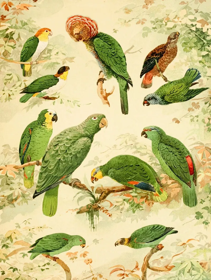 Papagaios Wall Art by Emil August Göldi - High-Resolution Digital Print