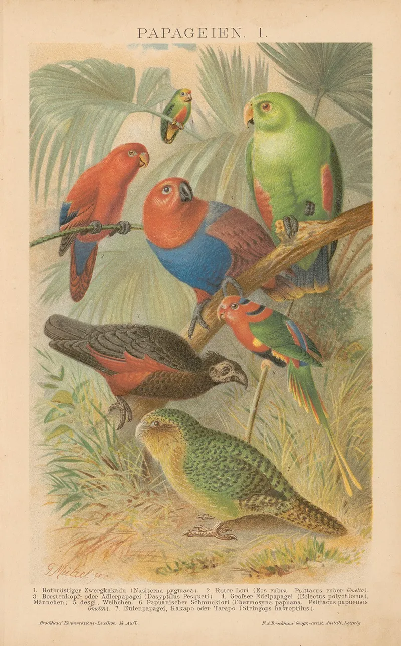 Papageien Wall Art by Gustav Mützel - High-Resolution Digital Print