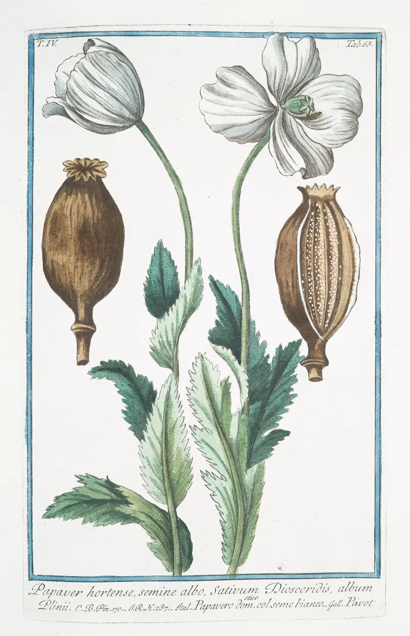Papaver Hortense Semine Albo Sativum Discoridis Album Plinii Papavero Domestico Col Seme Bianco Pavot Poppy