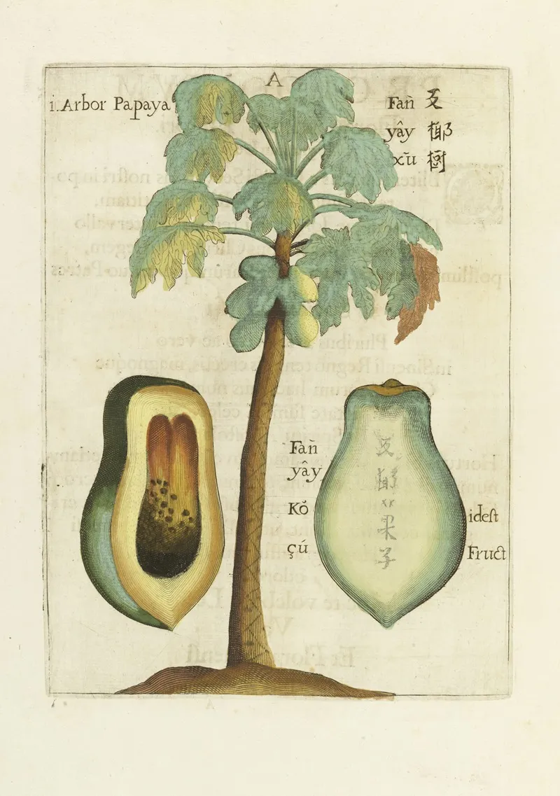 Papaya Wall Art by Michał Boym - High-Resolution Digital Print