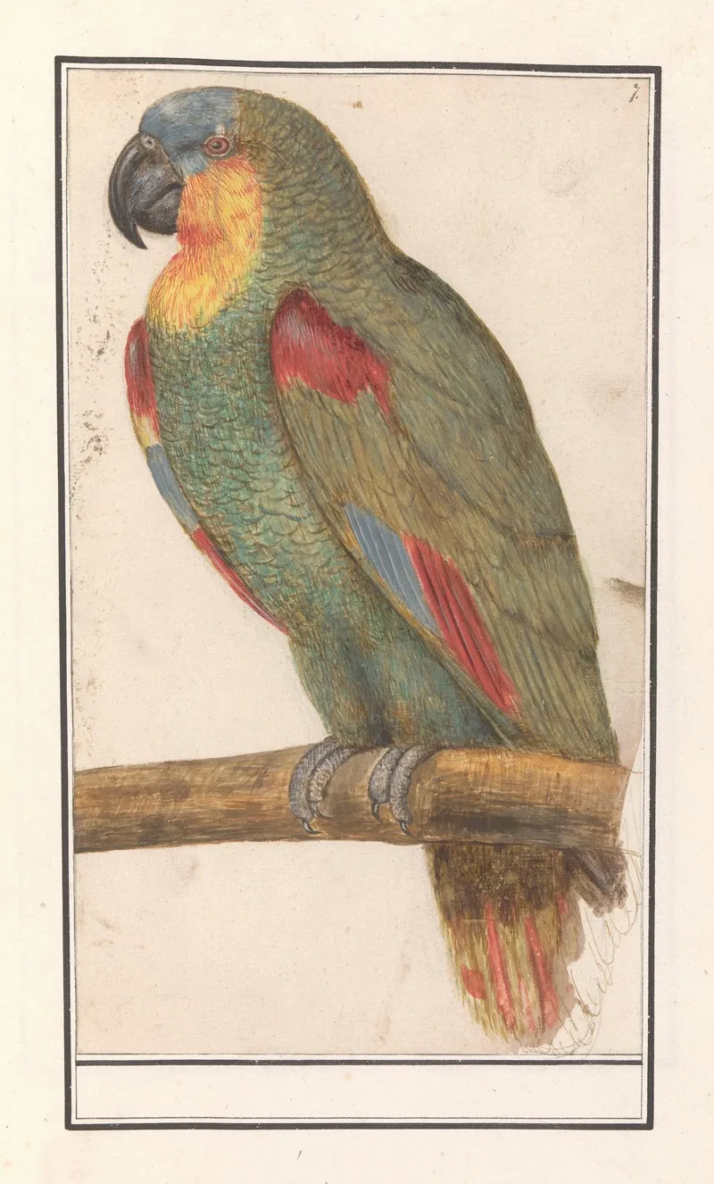 Papegaai 4 Wall Art by Anselmus Boëtius de Boodt - High-Resolution Digital Print