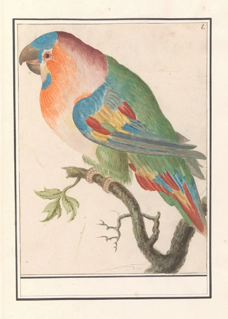 Papegaai 5 Wall Art by Anselmus Boëtius de Boodt - High-Resolution Digital Print