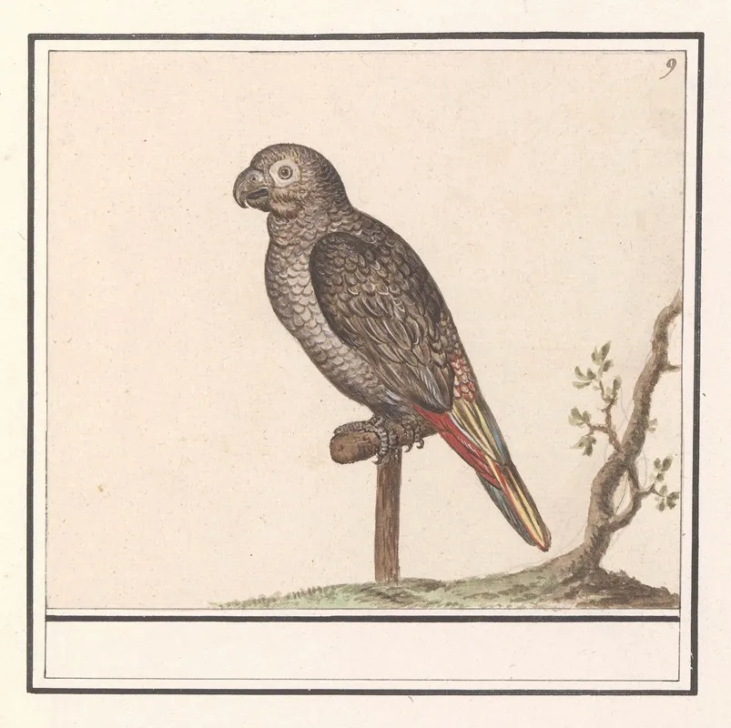 Papegaai 6 Wall Art by Anselmus Boëtius de Boodt - High-Resolution Digital Print