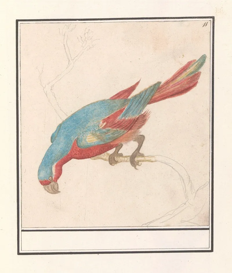 Papegaai 7 Wall Art by Anselmus Boëtius de Boodt - High-Resolution Digital Print