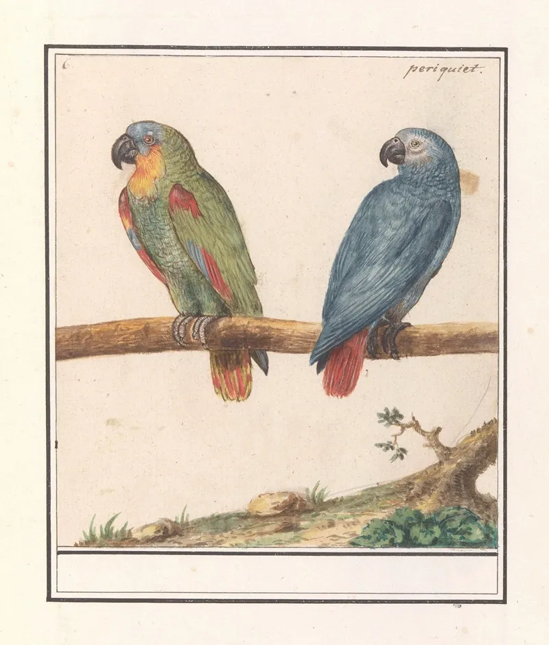 Papegaai En Grijze Roodstaartpapegaai Psittacus Erithacus Wall Art by Anselmus Boëtius de Boodt - High-Resolution Digital Print
