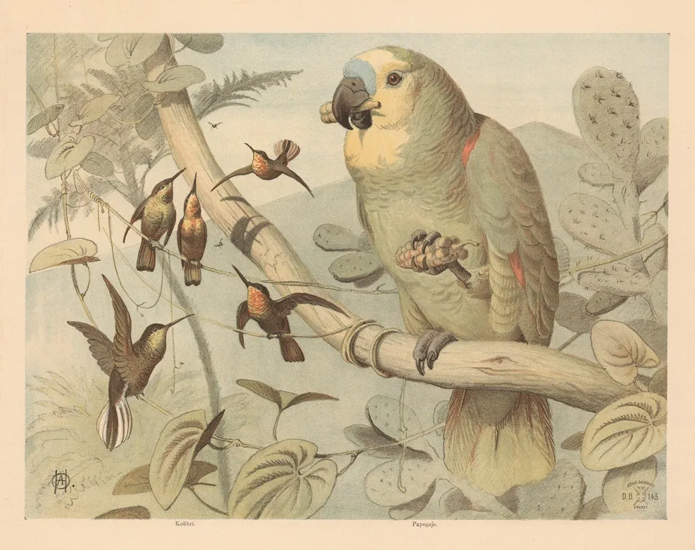 Papegoje Kolibri