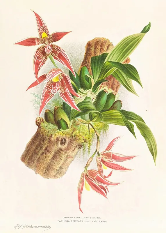 Paphinia Randi Paphinia Cristata Wall Art by Jean Jules Linden - High-Resolution Digital Print