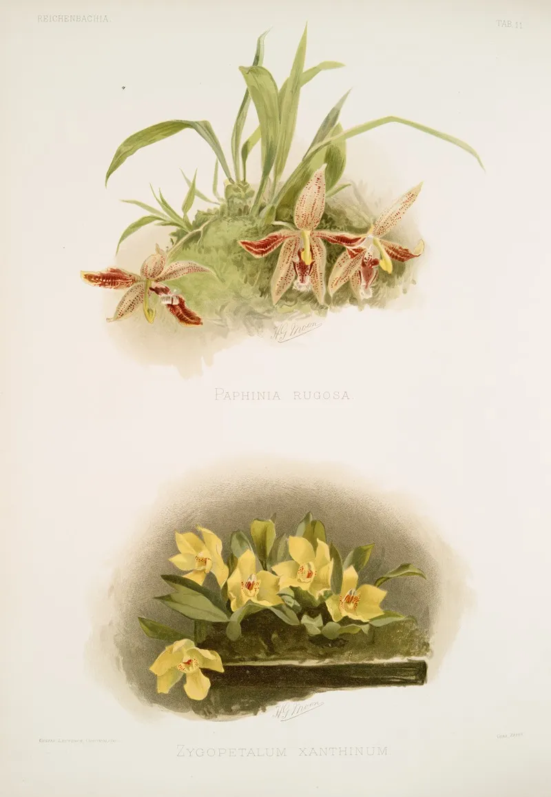 Paphinia Rugosa Zygopetalum Xanthinum Wall Art by Frederick Sander - High-Resolution Digital Print