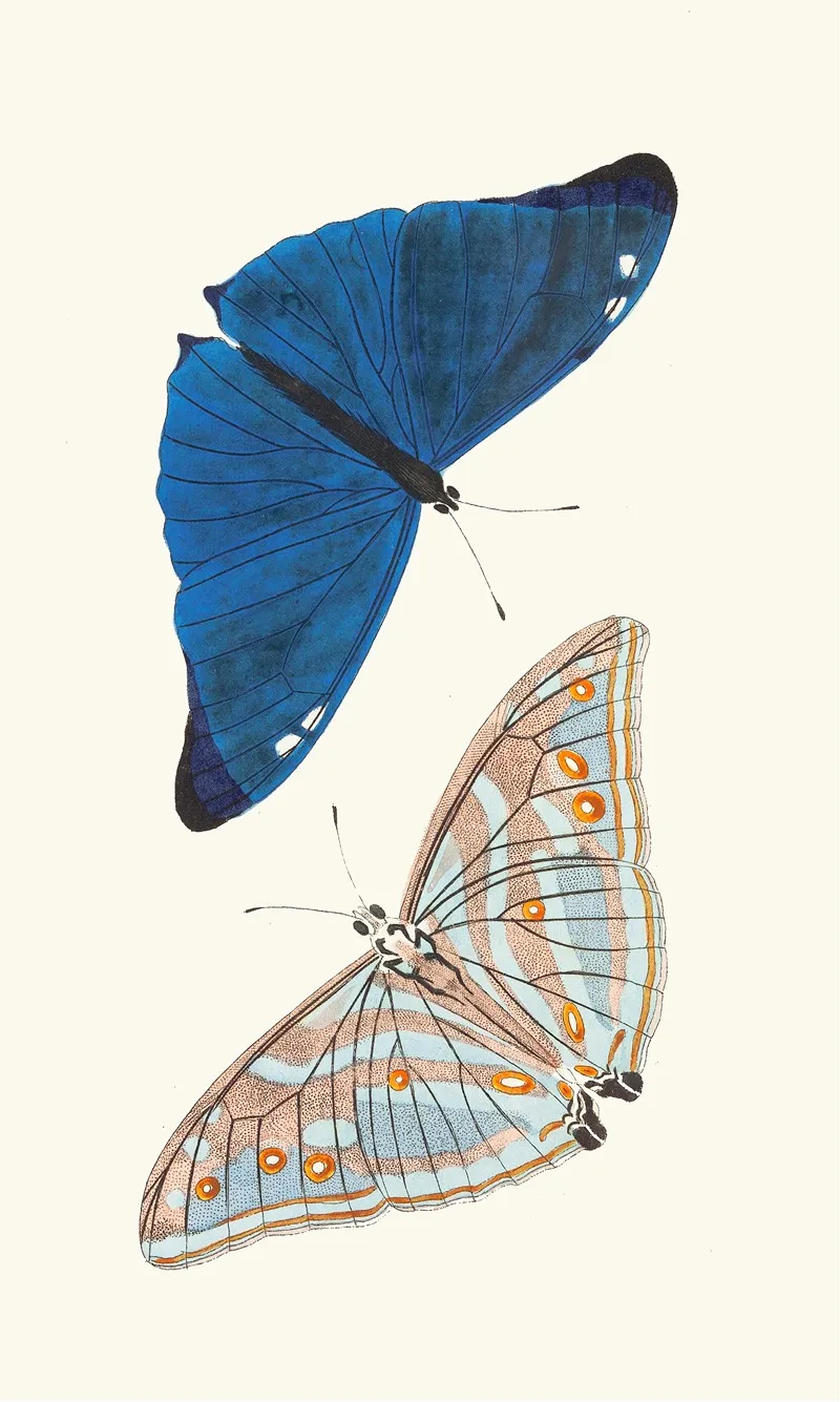 Papilio Adonis Wall Art by George Shaw - High-Resolution Digital Print