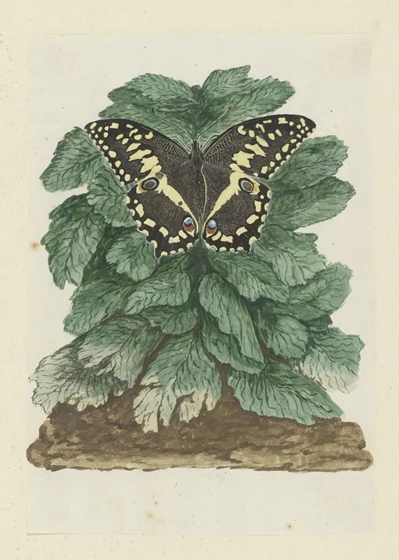 Papilio Demodocus Citrus Or Christmas Butterfly On An Unidentified Plant Wall Art by Robert Jacob Gordon - High-Resolution Digital Print