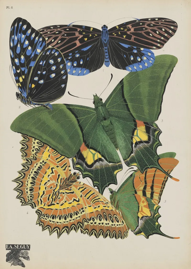 Papillons Pl 06
