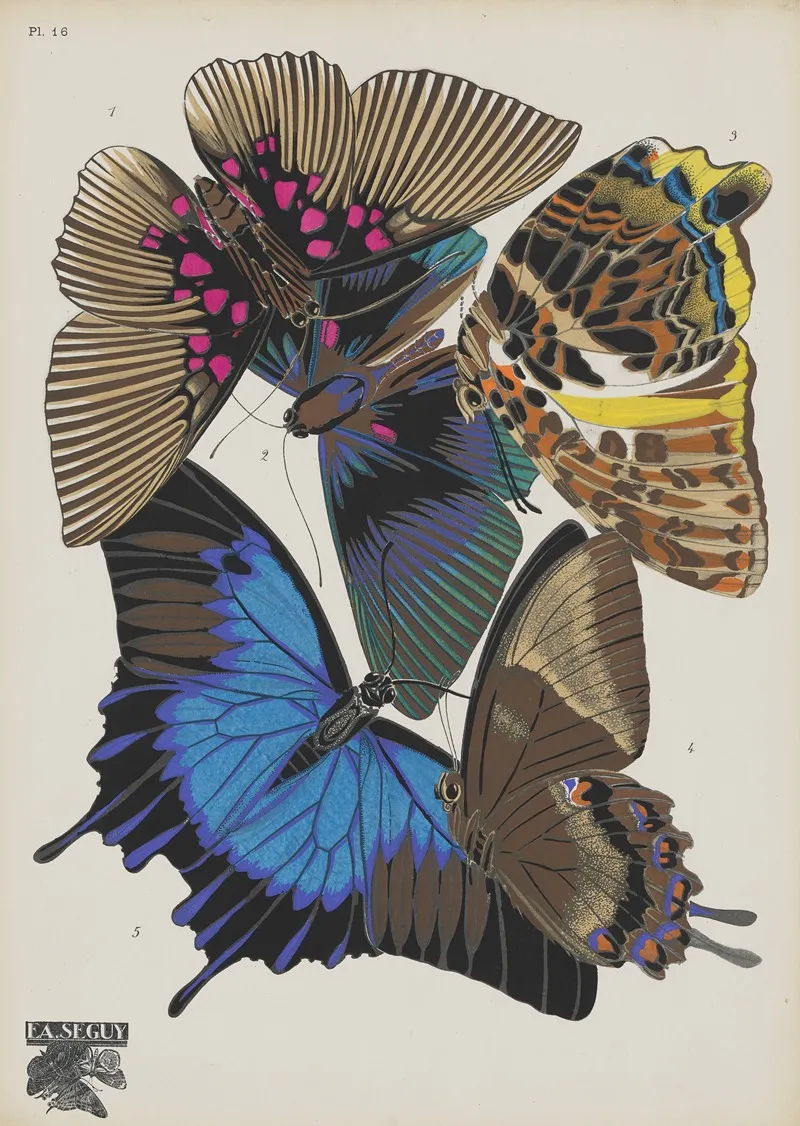 Papillons Pl 16 2
