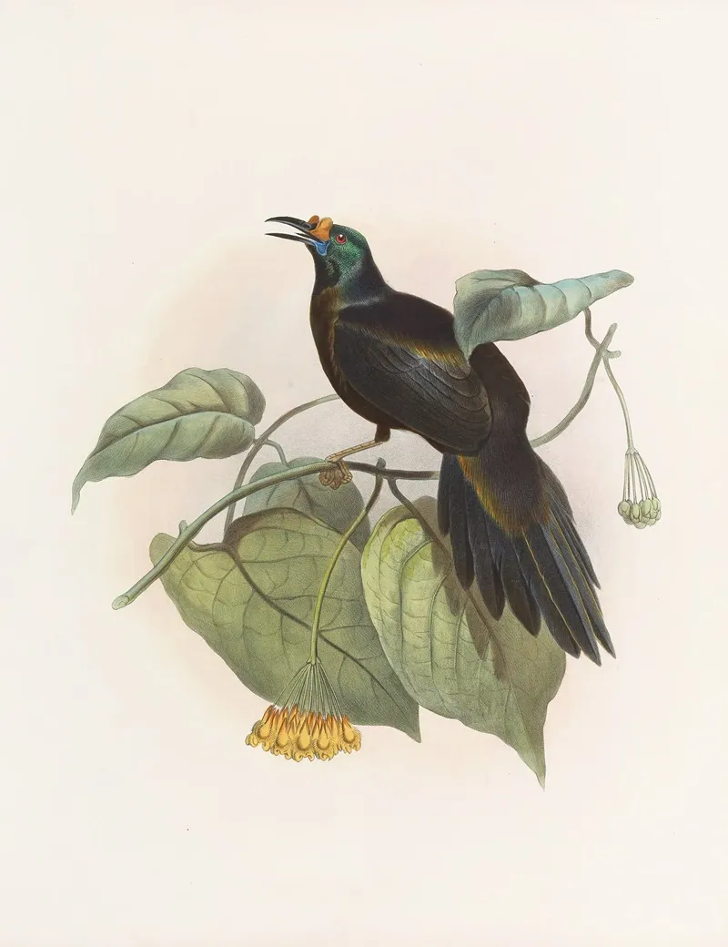 Paradigalla Carunculata Wall Art by Daniel Giraud Elliot - High-Resolution Digital Print