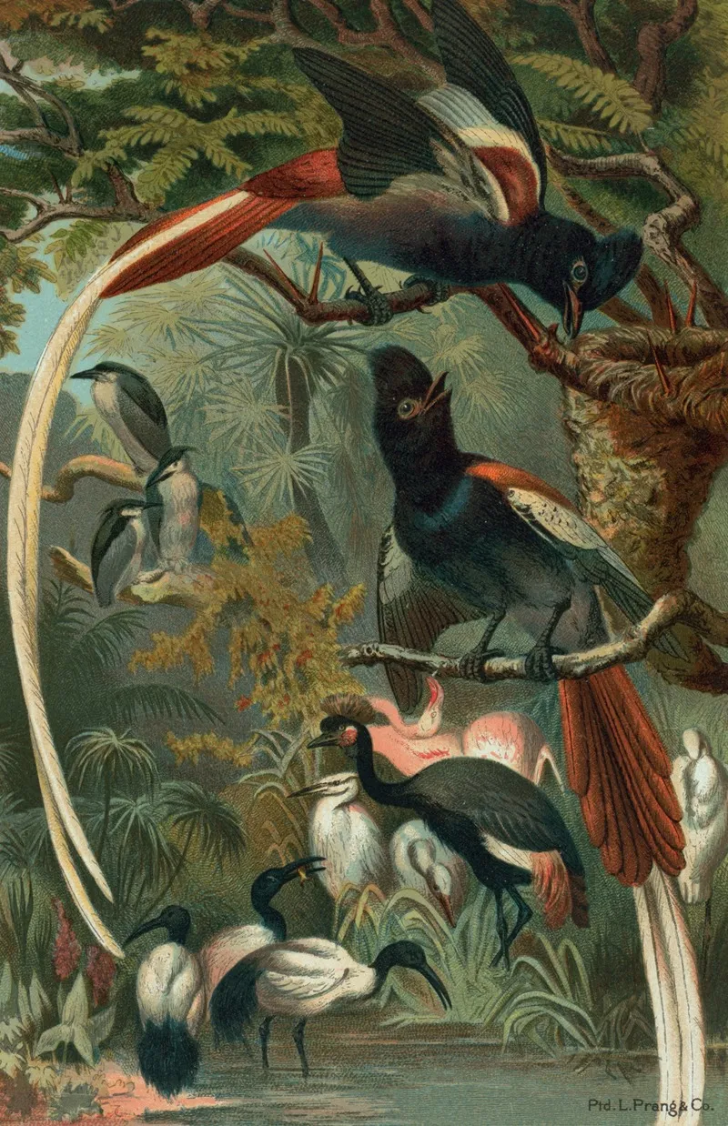 Paradise Flycatchers Wall Art by John George Wood - High-Resolution Digital Print