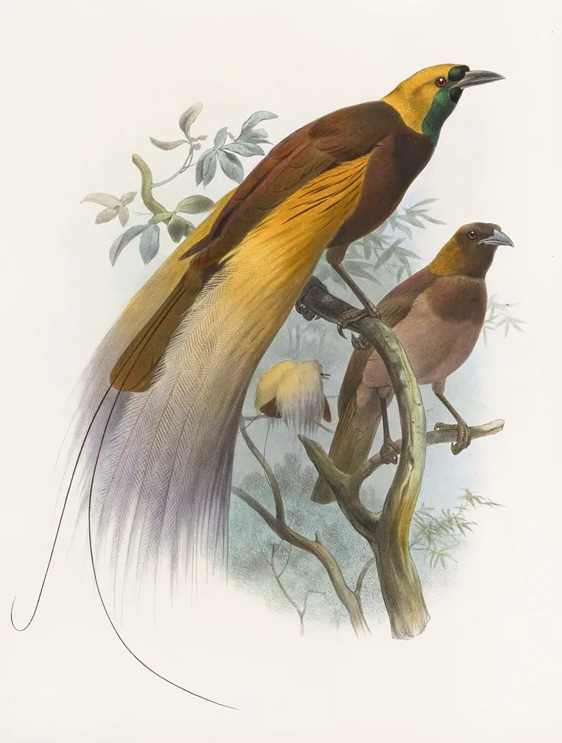 Paradisea Apoda Wall Art by Daniel Giraud Elliot - High-Resolution Digital Print