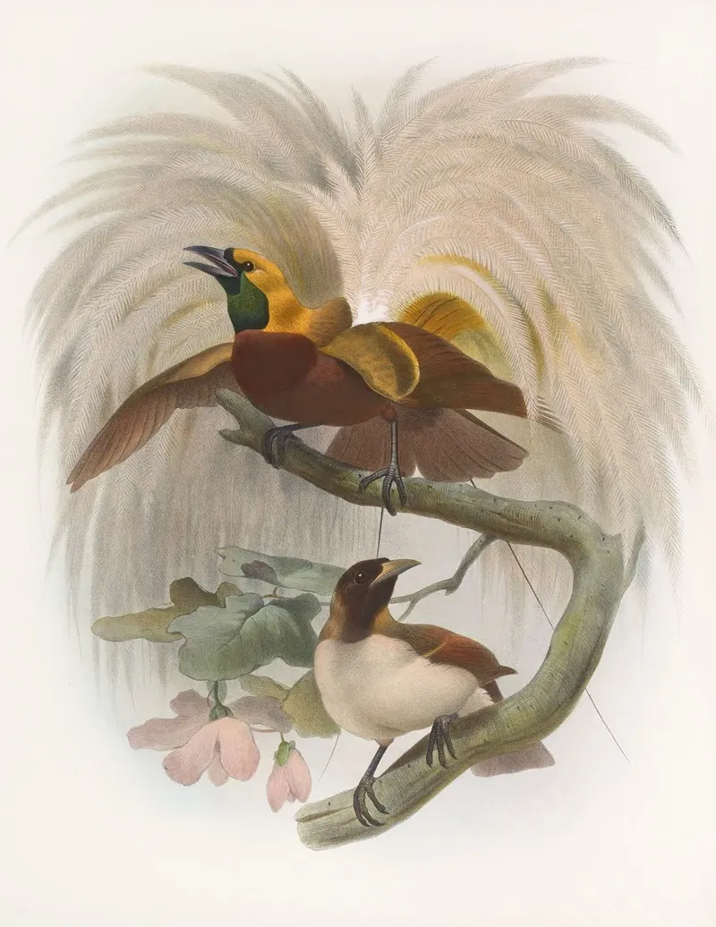 Paradisea Minor Wall Art by Daniel Giraud Elliot - High-Resolution Digital Print