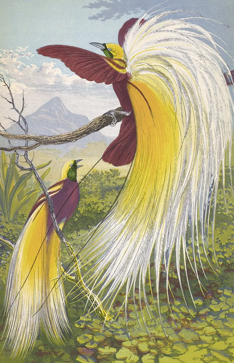 Paradisea Papuana