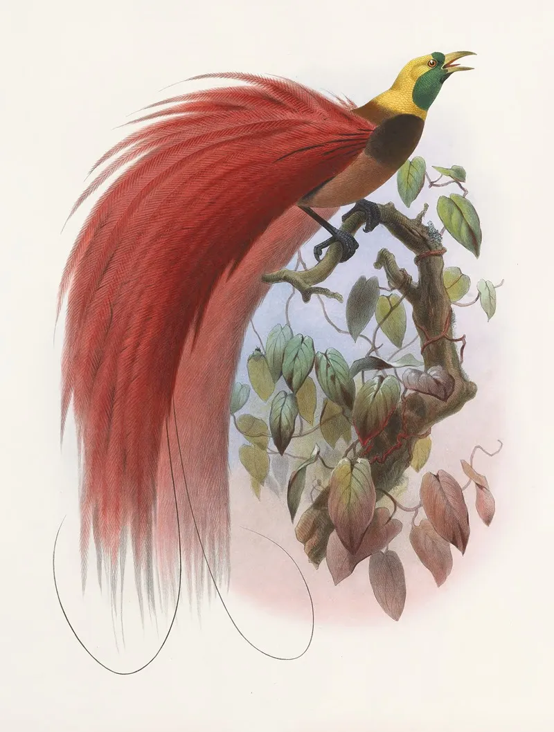 Paradisea Raggiana Wall Art by Daniel Giraud Elliot - High-Resolution Digital Print