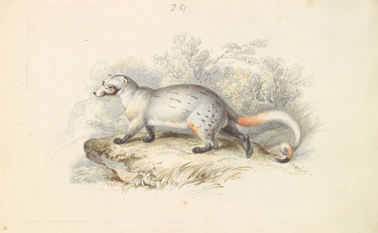Paradoxurus Dubius