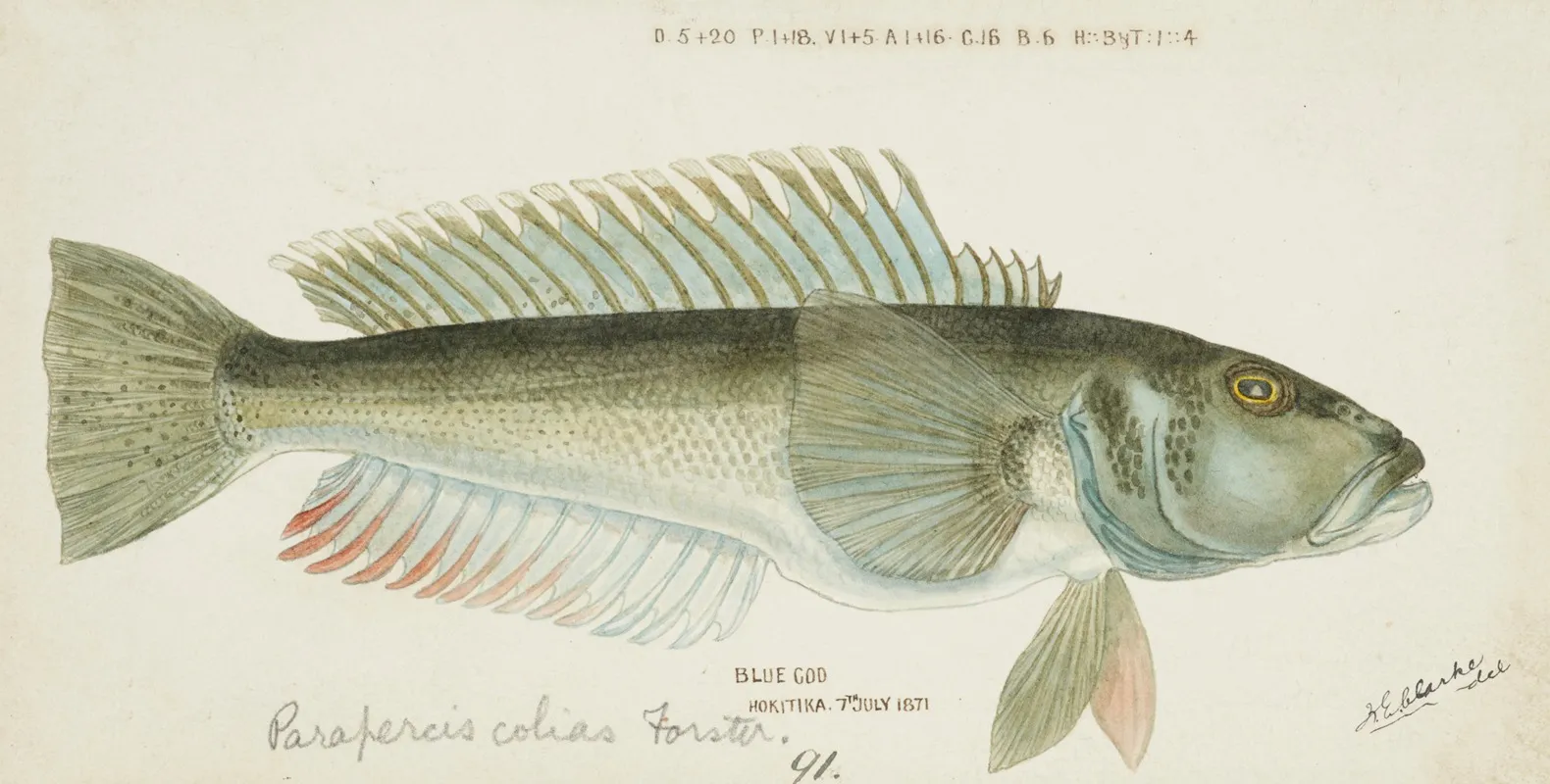 Parapercis Colias