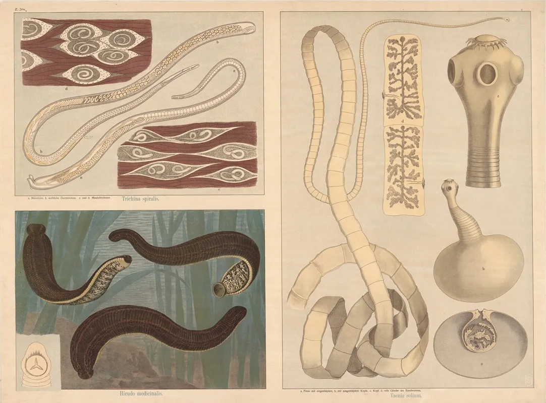 Parasites Trichinella Spiralis Leeches Hirudo Medicinalis Tapeworm Taenia Solium