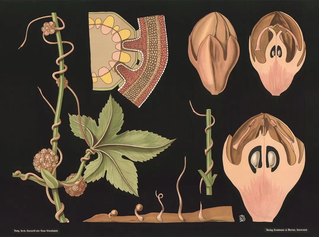 Parasitic Plant Cuscuta Epithymum Wall Art by Gottlieb von Koch - High-Resolution Digital Print