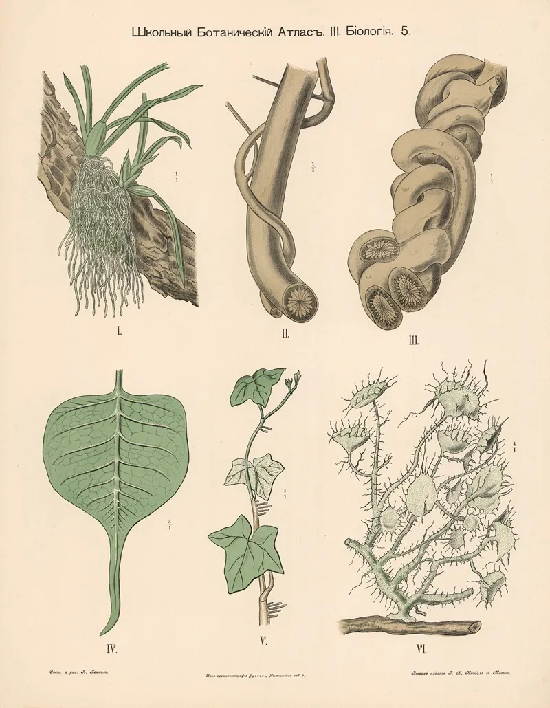 Parasitic Plants 2 Wall Art by Alexander-Paul Henckel - High-Resolution Digital Print