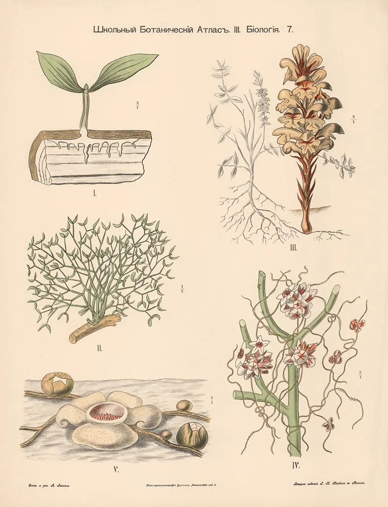 Parasitic Plants Wall Art by Alexander-Paul Henckel - High-Resolution Digital Print