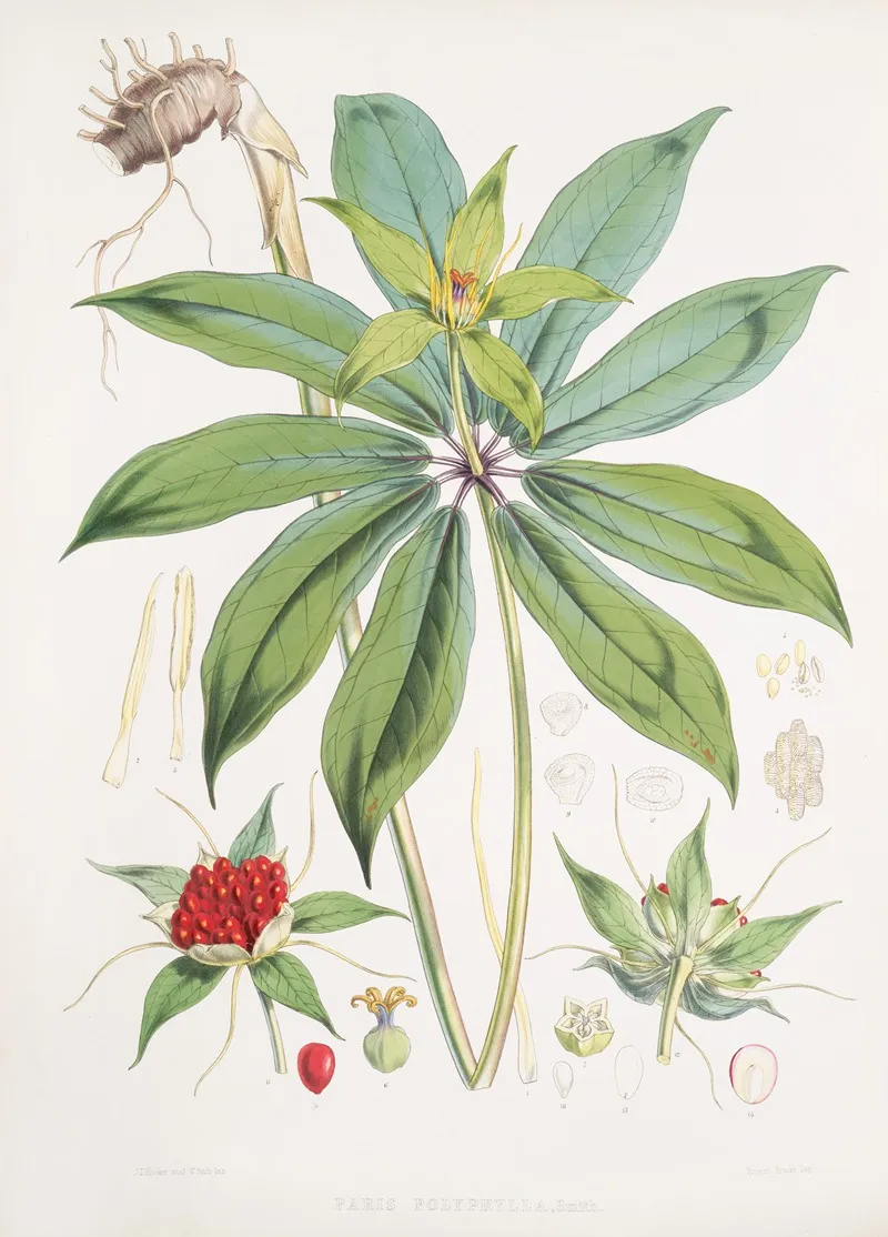 Paris Polyphylla Smit 2 Wall Art by Walter Hood Fitch - High-Resolution Digital Print