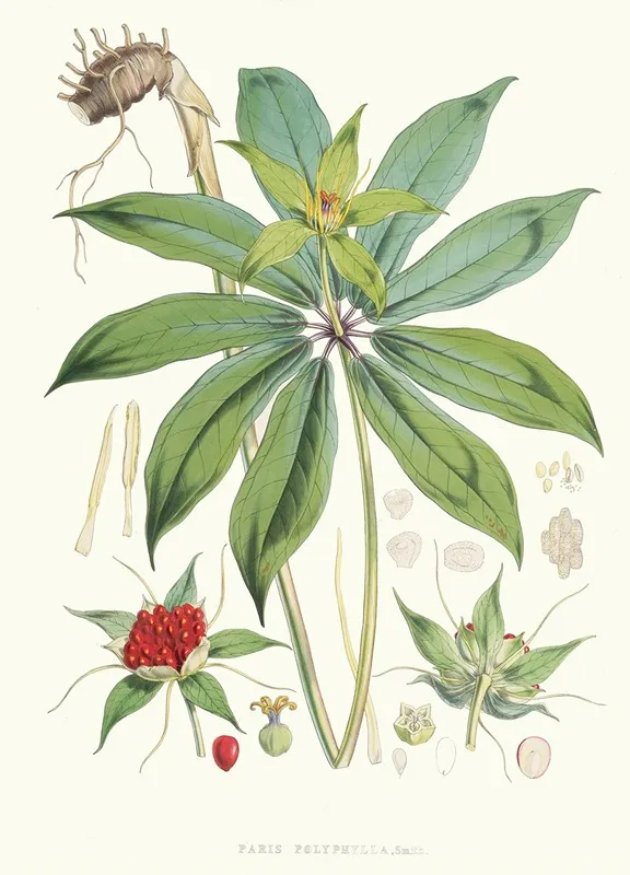 Paris Polyphylla Smit Wall Art by Walter Hood Fitch - High-Resolution Digital Print