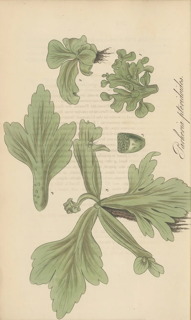 Parkeria Pteridoides Wall Art by William Jackson Hooker - High-Resolution Digital Print