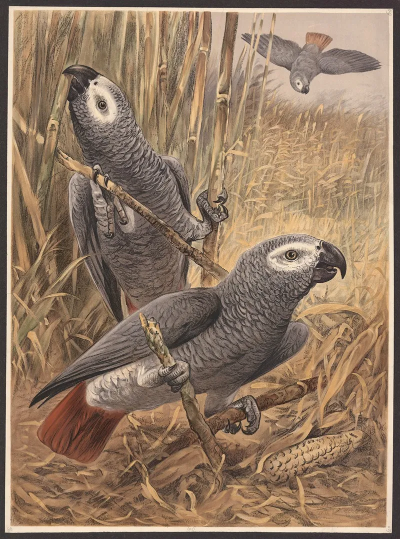 Parrot 8