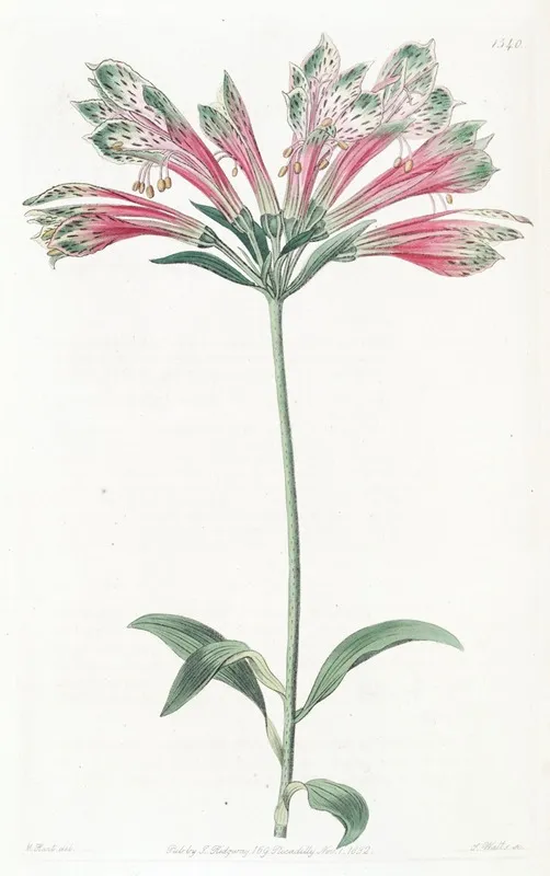 Parrot Alstromeria Wall Art by Sydenham Edwards - High-Resolution Digital Print
