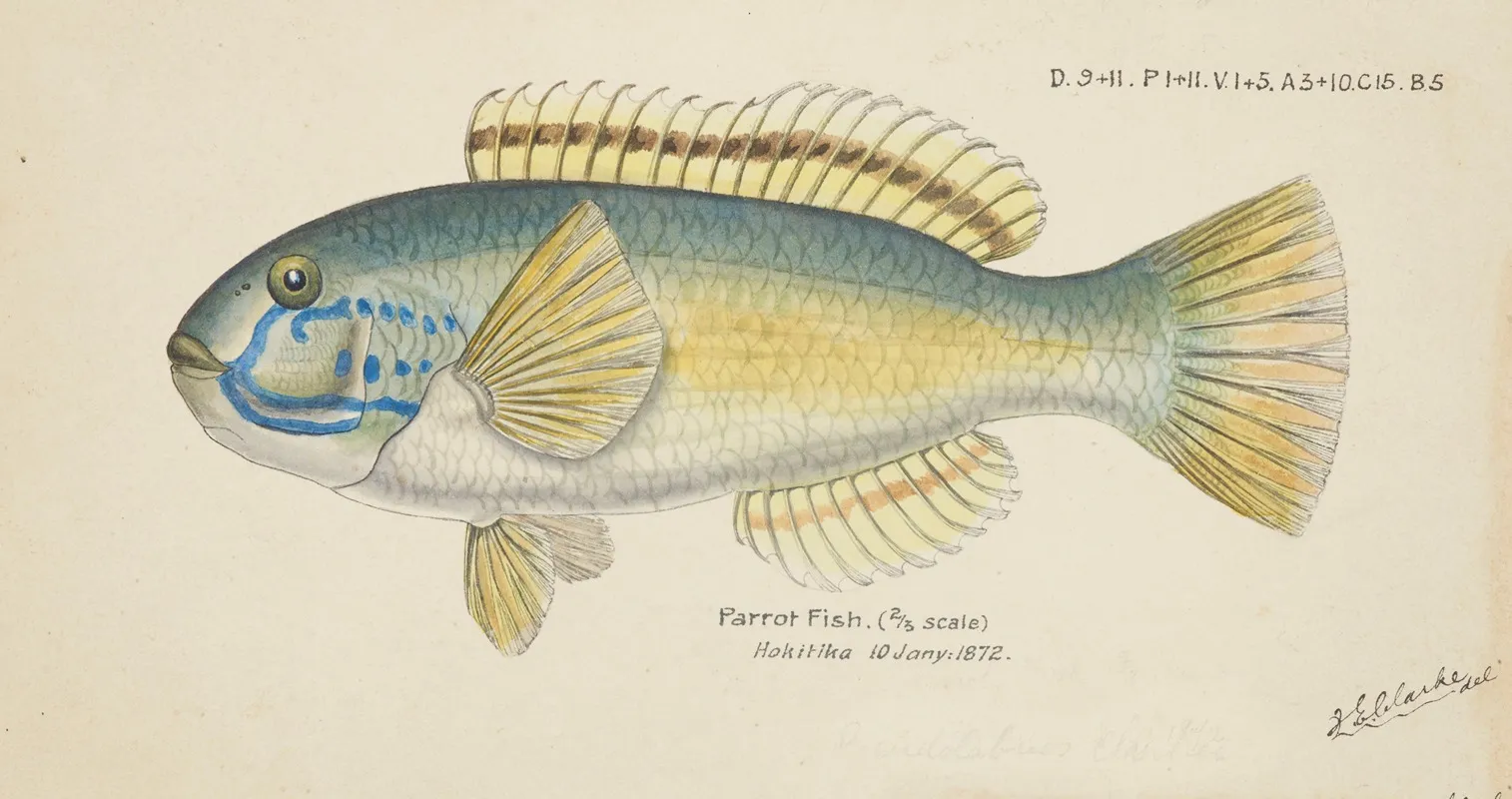 Parrot Fish 2