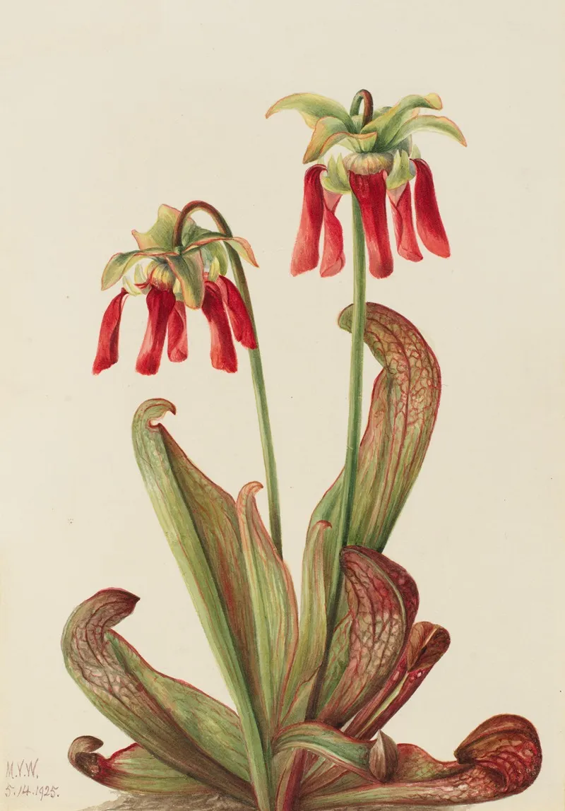 Parrot Pitcherplant Sarracenia Psittacina 2