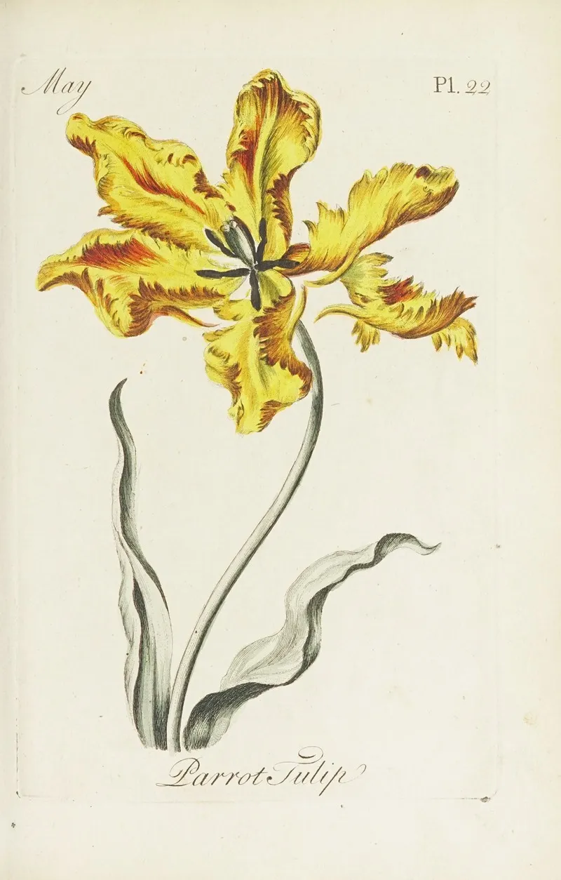 Parrot Tulip Wall Art by Carington Bowles - High-Resolution Digital Print