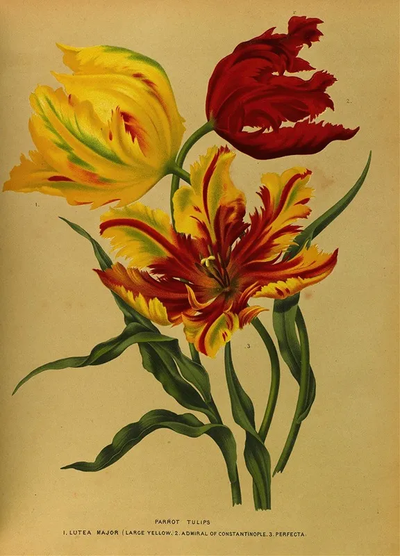 Parrot Tulips Wall Art by Arentina Hendrica Arendsen - High-Resolution Digital Print