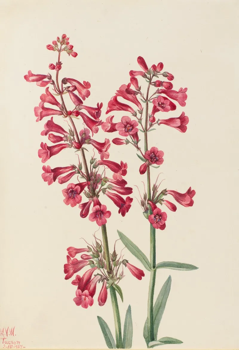 Parrys Penstemon Penstemon Parryi