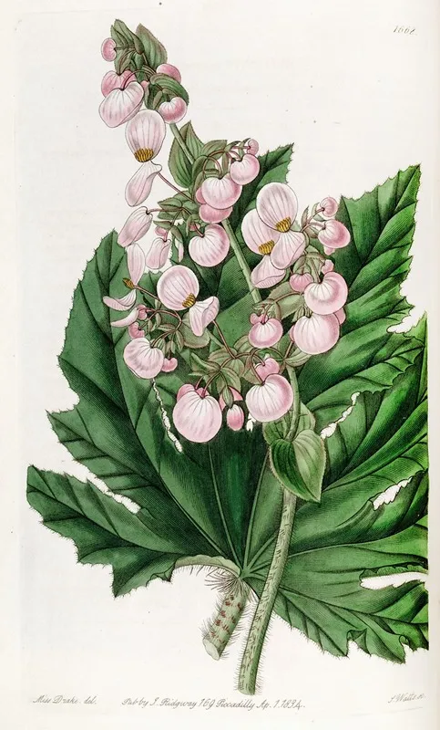 Parsnip Leaved Begonia Wall Art by Sydenham Edwards - High-Resolution Digital Print