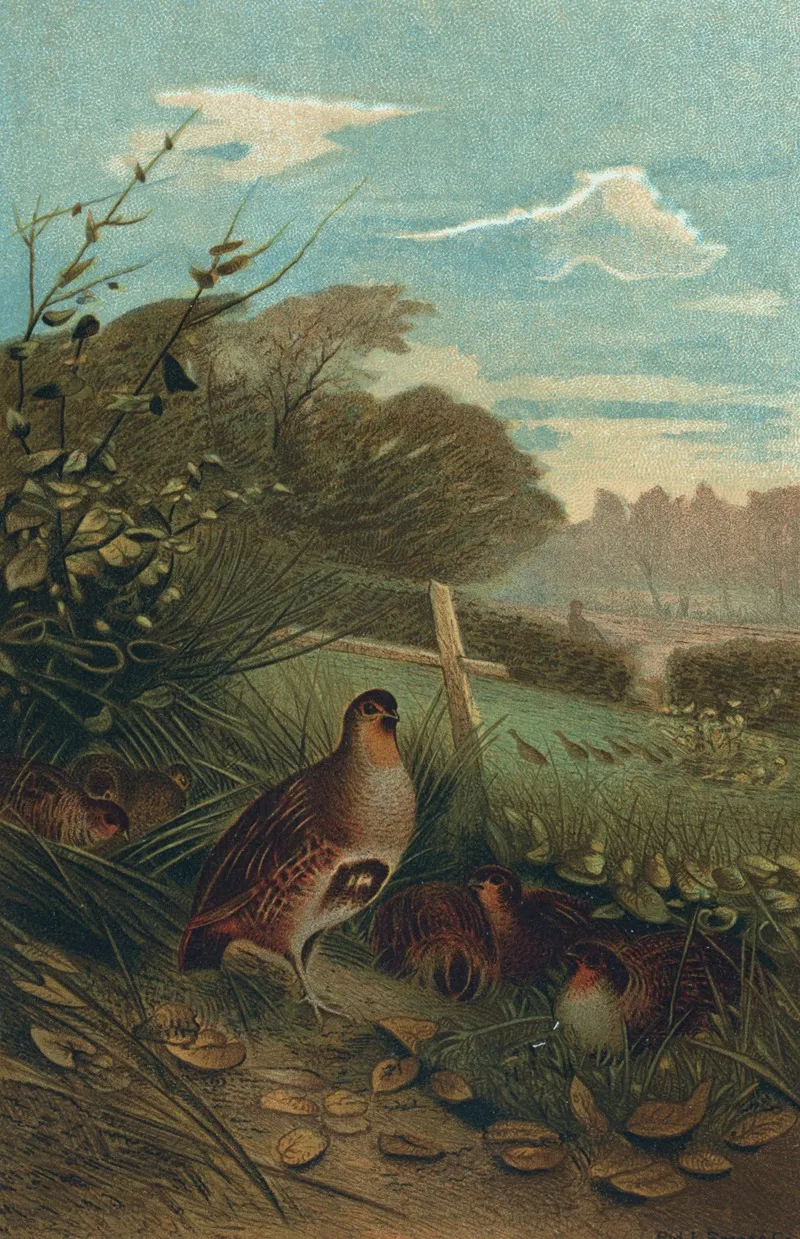 Partridge 3 Wall Art by John George Wood - High-Resolution Digital Print