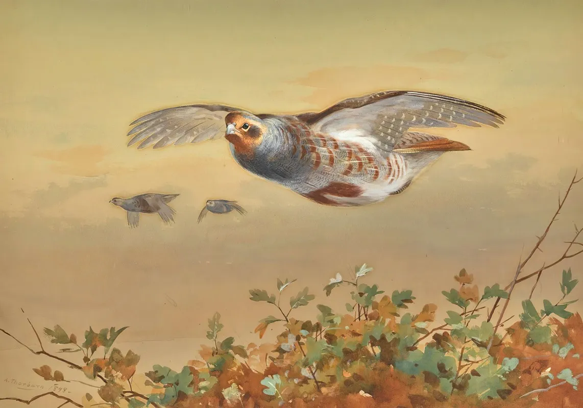 Partridge In Flight Wall Art by Archibald Thorburn - High-Resolution Digital Print