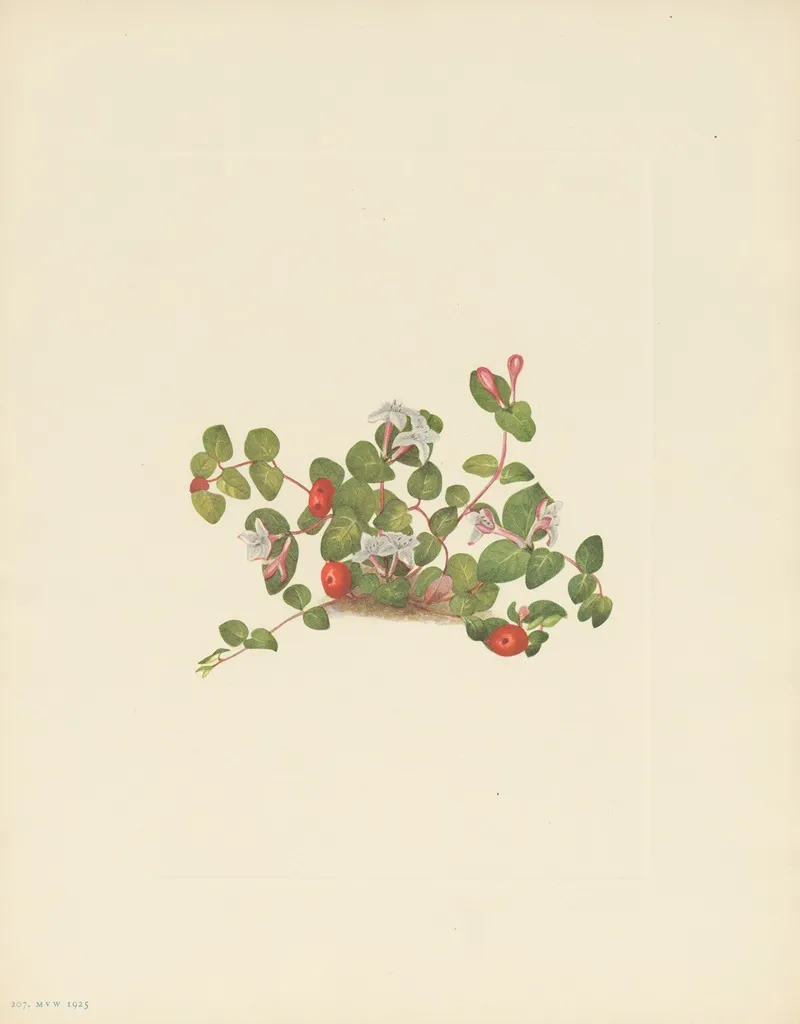Partridgeberry Mitchella Repens 3