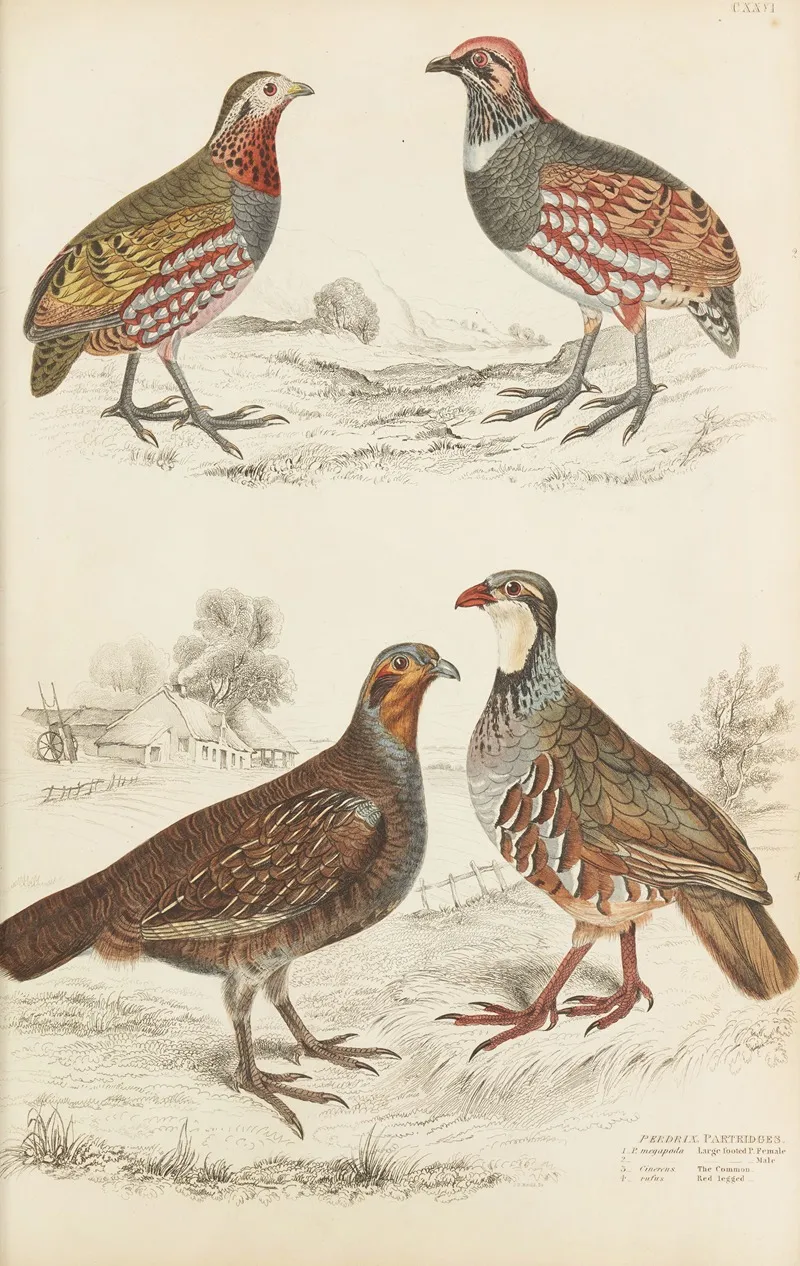 Partridges 4 Wall Art by William MacGillivray - High-Resolution Digital Print