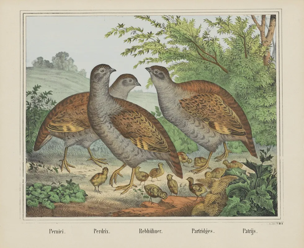 Partridges 5 Wall Art by Joseph Scholz - High-Resolution Digital Print